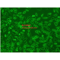 HOEC人口腔上皮細(xì)胞