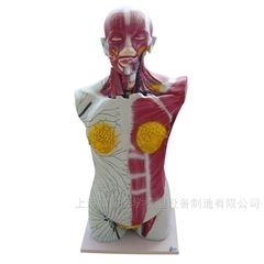 全身深層淋巴回流模型