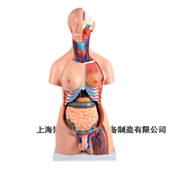 兩性互換軀干模型(85cm 40件)