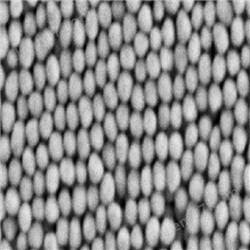 多聚赖氨酸修饰磁性纳米颗粒200nm