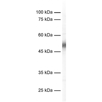 c-Fos抗體