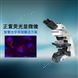 三色熒光生物顯微系統(tǒng)