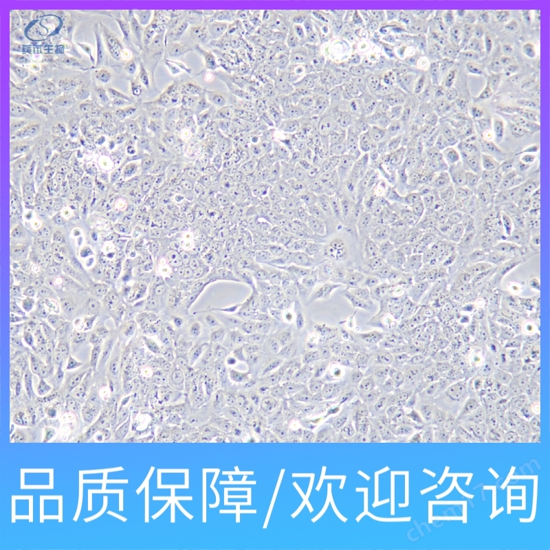 豬骨骼肌細胞（永生化）