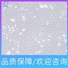97H人肝癌細(xì)胞價格