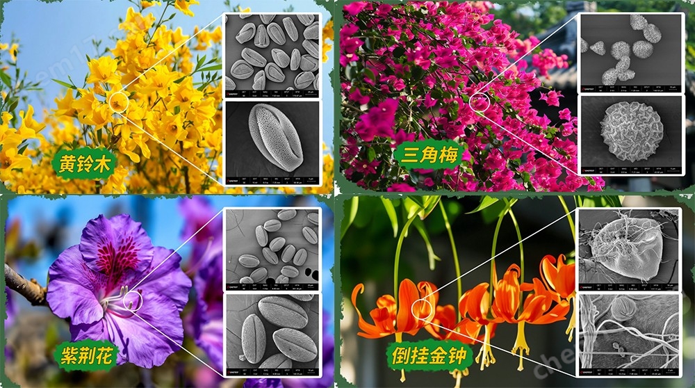 未標題-1.jpg 桌面級掃描電子顯微鏡