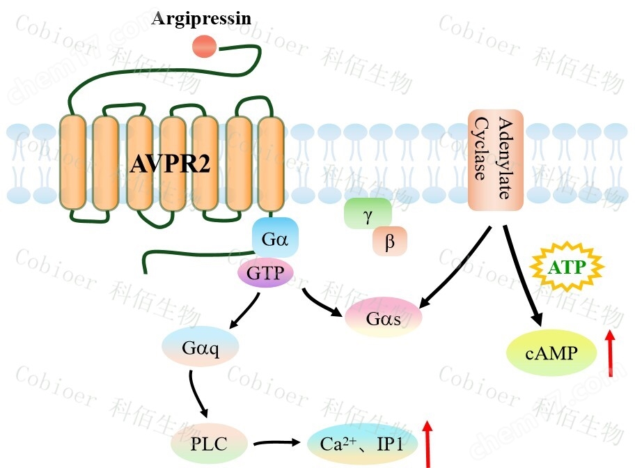AVPR2 CHO