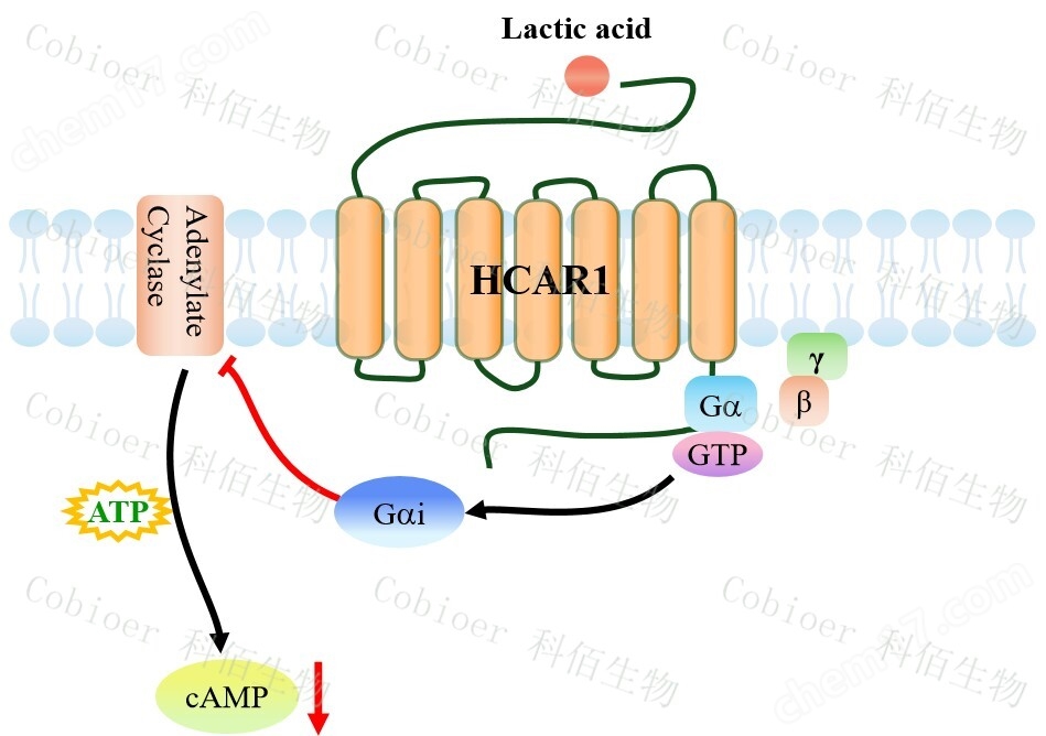 HCAR1 CHO