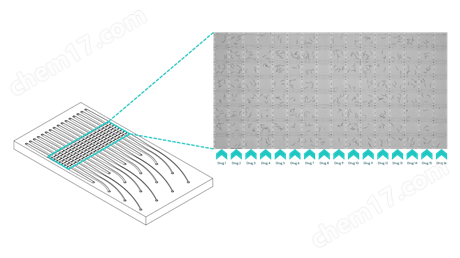 秀麗隱桿線蟲模式生物自動化高通量篩選平臺