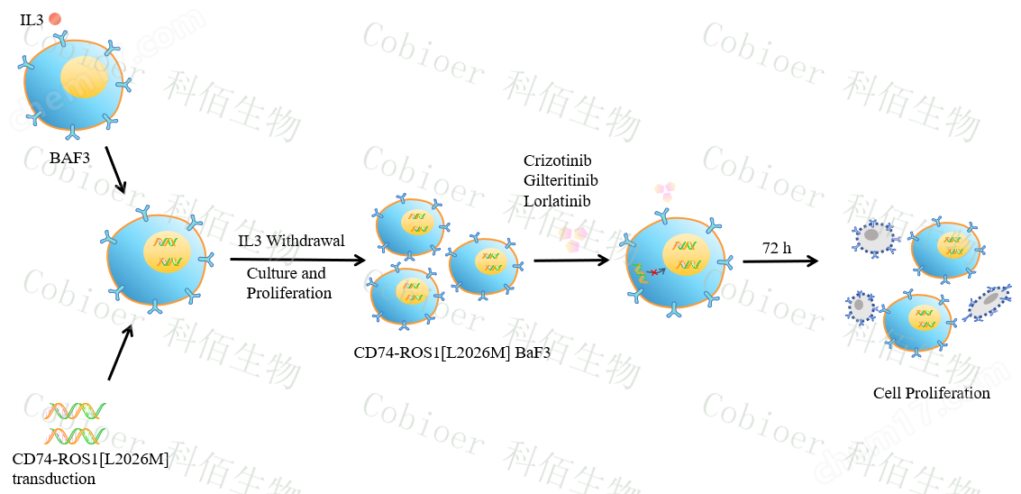 CD74-ROS1L2026M BaF3