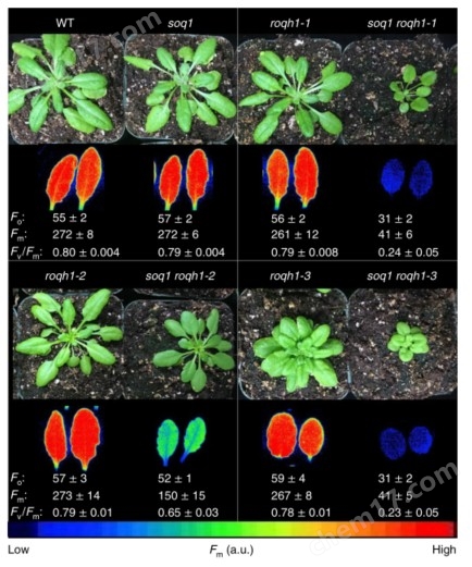 自我適應(yīng)與調(diào)節(jié)2.jpg 葉綠素?zé)晒獬上裣到y(tǒng)——M-IMAGING-PAM