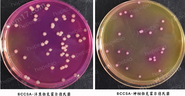 BCCSA平板(USP)(9cm)