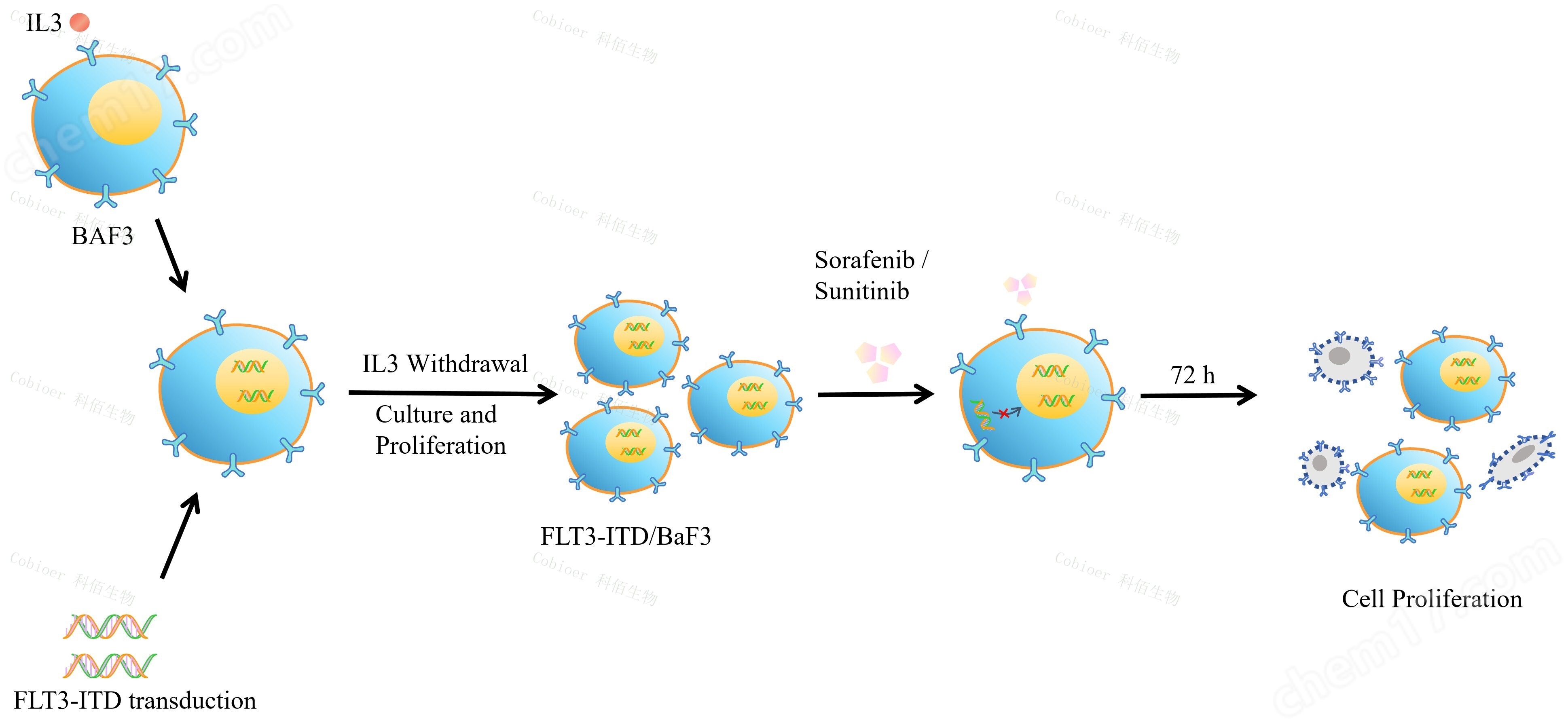 原理-73096.jpg FLT3-ITD/BaF3