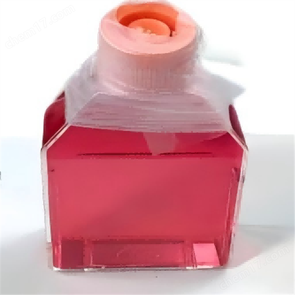 NCI-H157人非小細(xì)胞肺腺癌細(xì)胞