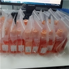 nci-H929人骨髓瘤細胞