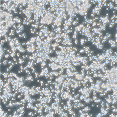 人外陰癌細胞 SW962