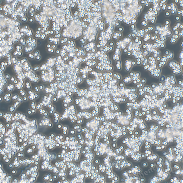 人外陰癌細(xì)胞 SW962