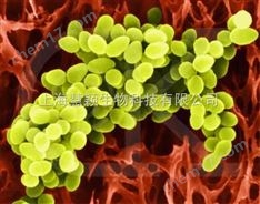 ATCC6538 金黃色葡萄球菌（凍干粉）