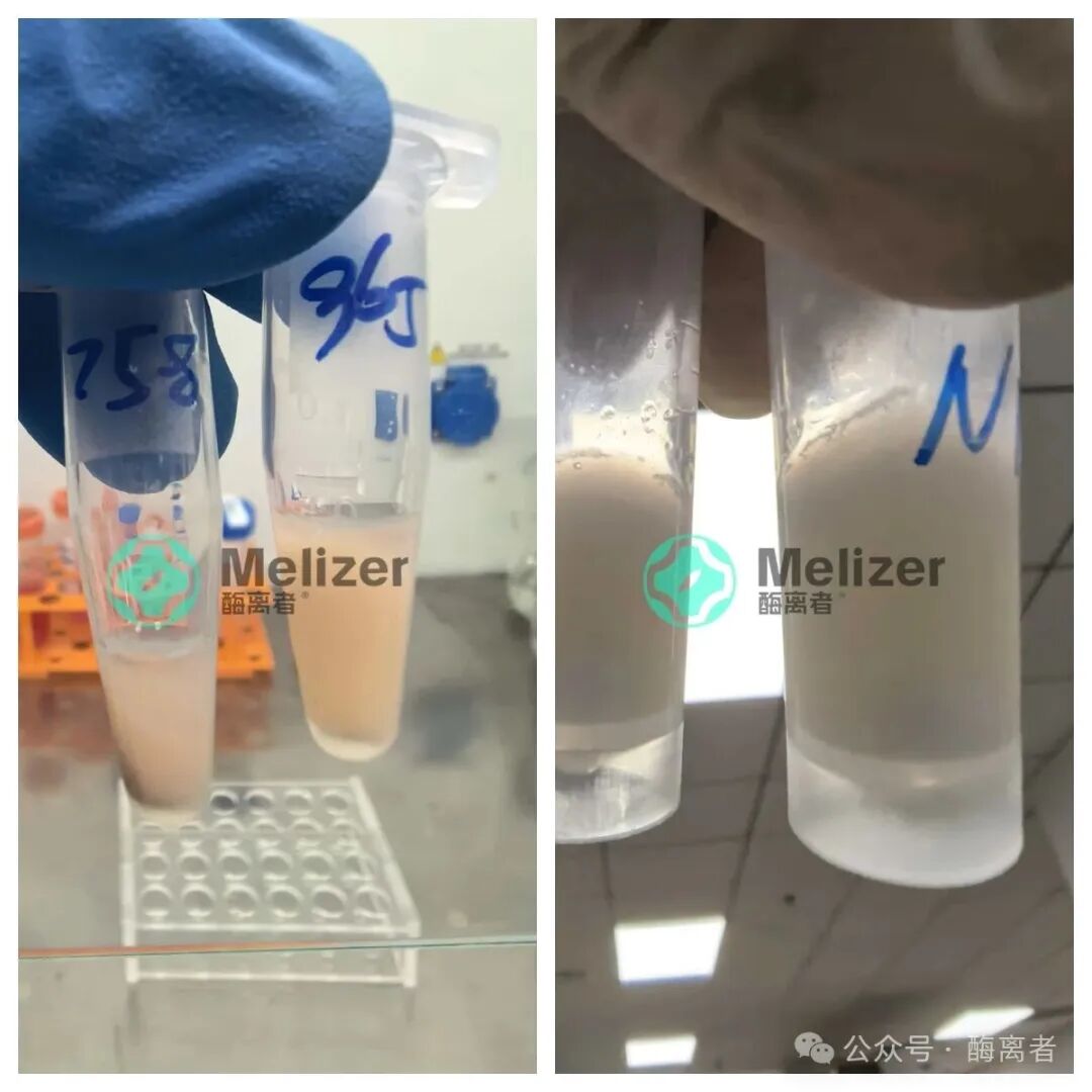 051f2175f9a1bbca14f3de6320be3e9d.jpg 解離酶