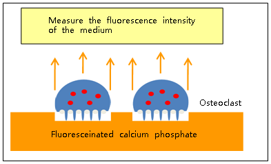 骨吸收檢測試劑盒