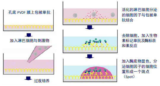 image.png 德国AID酶联免疫斑点分析仪 AID ELISPOT Reader 产品介绍