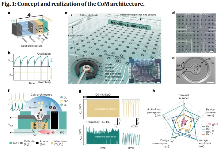 Nature Materials！無掩膜光刻直寫系統助力解鎖仿生味覺芯片新可能