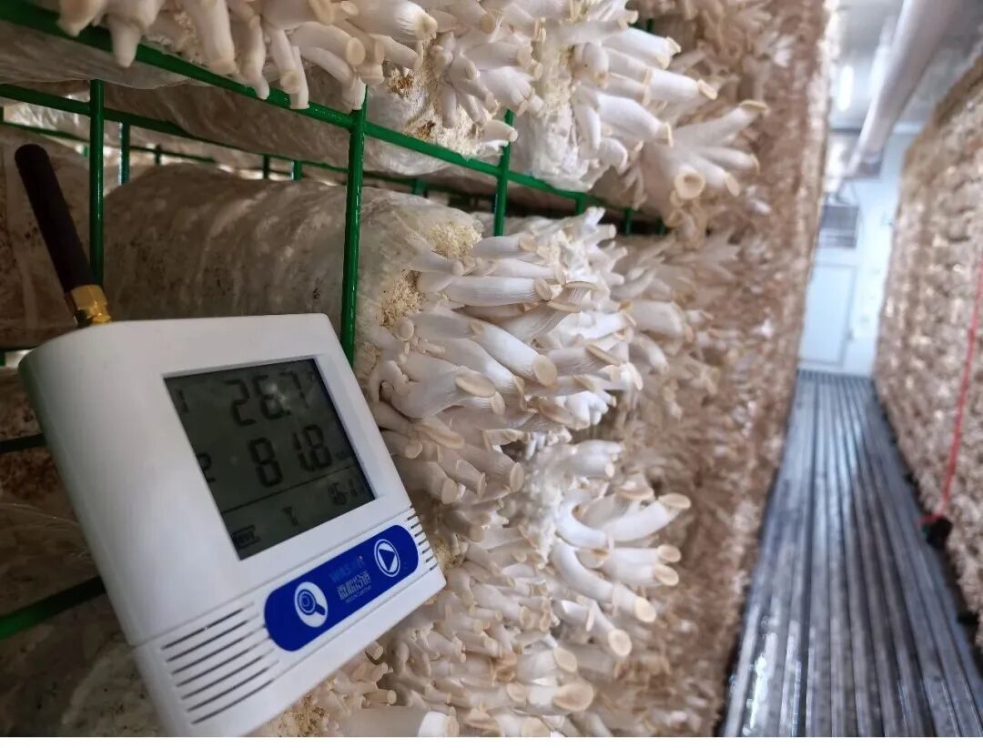 科技赋能 “三农