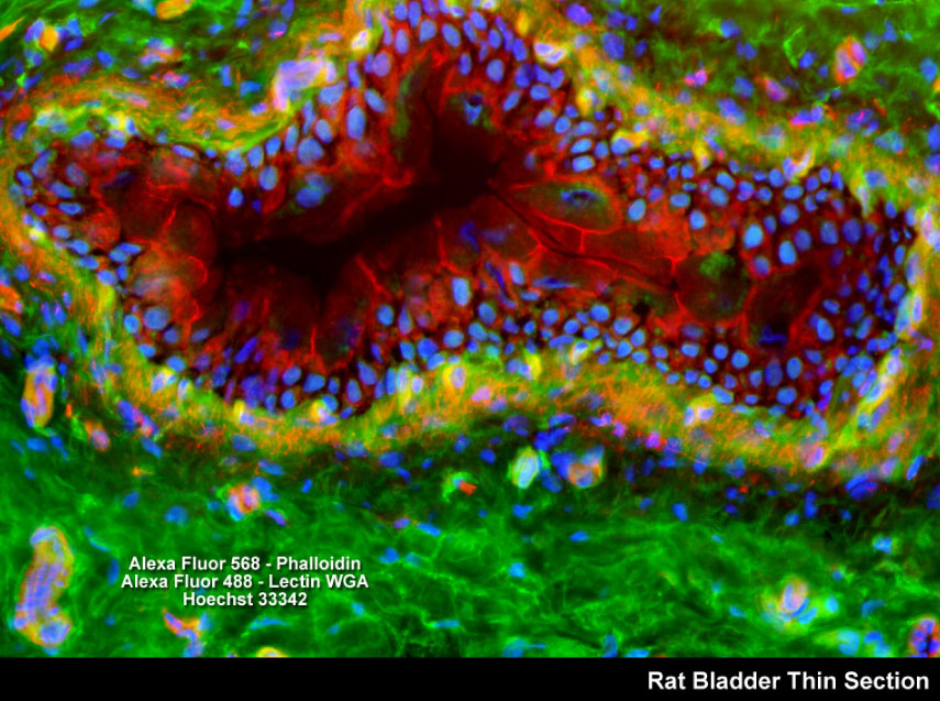 30123688-3fc3-42aa-b5fb-2e4020f7b359.jpg Zyagen中国区域授权总代理商-上海起发