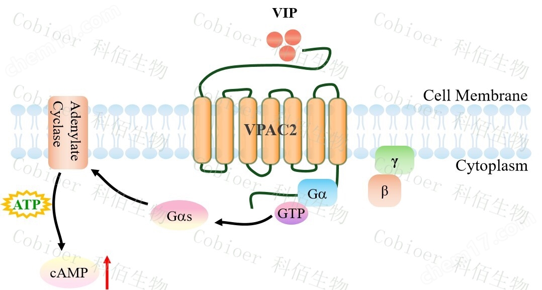 原理-71437.jpg VPAC2/CHO