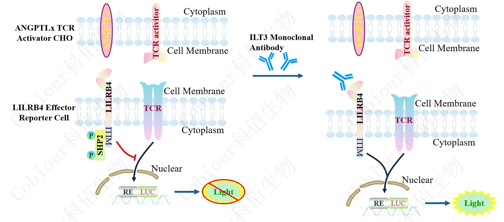 LILRB4 Effector Reporter Cell