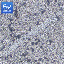 BV-2 小鼠小膠質細胞